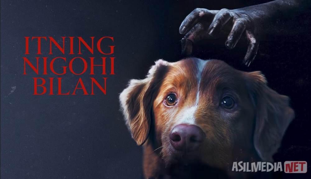 Itning nigohi bilan / Yaxshi kuchuk 2025 Uzbek tilida O'zbekcha tarjima kino Zo'r it / Yaxshi bola / Kuchukning ko'zlarida Full HD tas-ix skachat