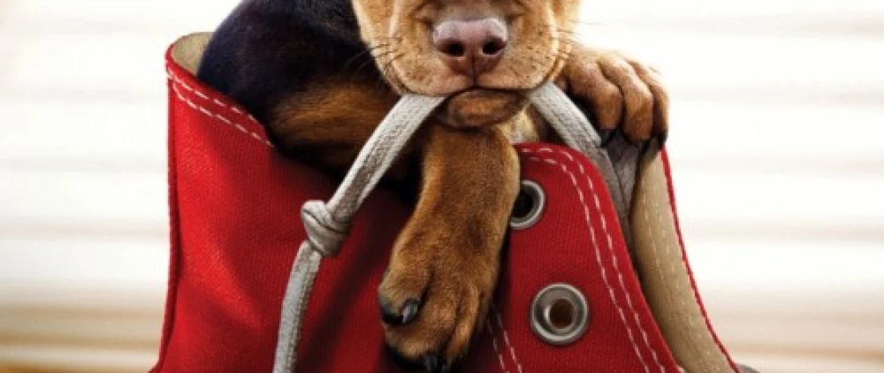 Uyga qaytish Uzbek tilida 2019 O'zbekcha tarjima kino HD