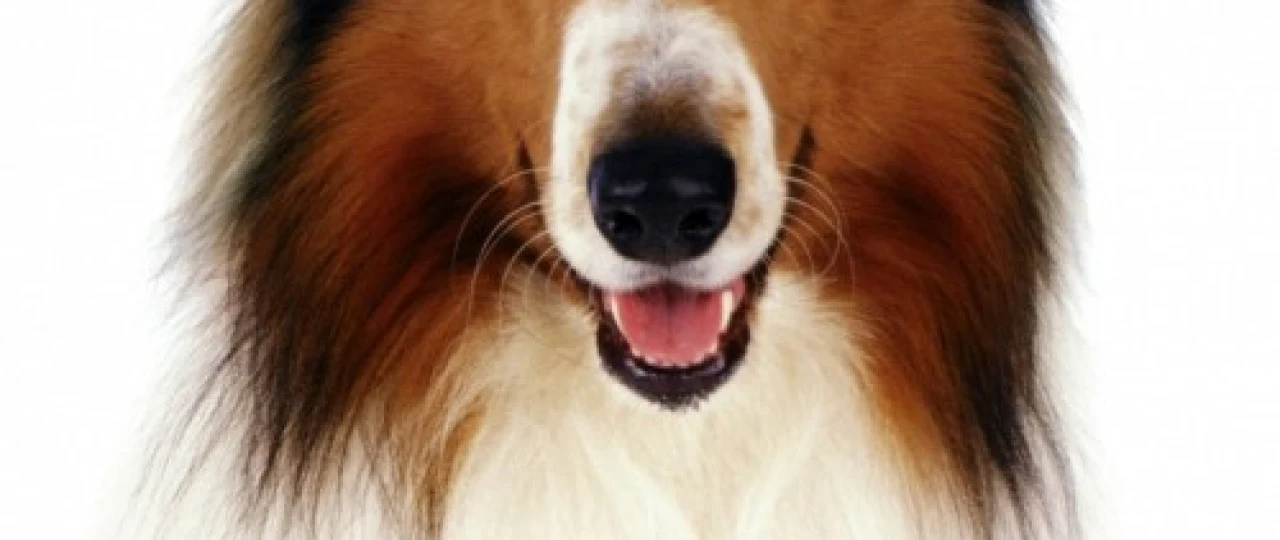 Lessi Uzbek tilida multfilm 2005 O'zbek tarjima kino HD