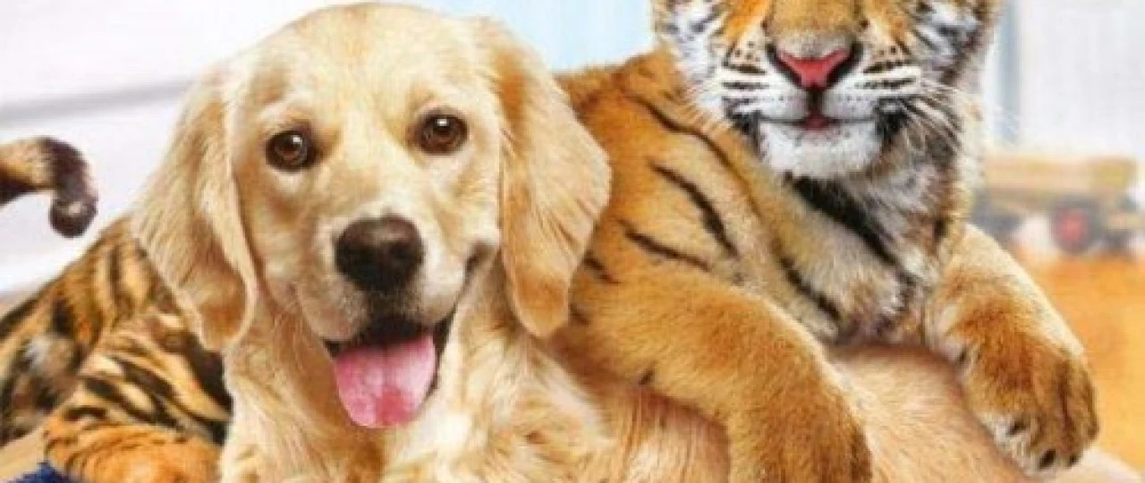 Yo'lbarscha Uzbek tilida 2014 O'zbekcha tarjima kino HD