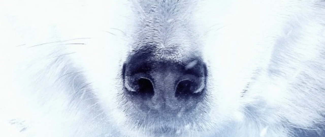 Alyaskadagi Katta poyga Uzbek tilida 2019 O'zbekcha tarjima kino HD