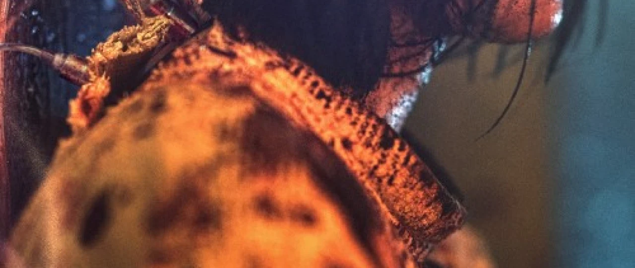 Jodugar qiz 2 Uzbek tilida 2022 O'zbekcha tarjima film Full HD skachat