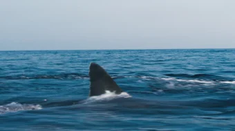 Qonxo'r akula Uzbek tilida 2021 O'zbekcha tarjima kino HD skrinshot 2