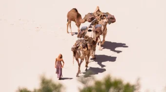 So'qmoqlar / Karvon Uzbek tilida 2013 O'zbekcha tarjima film Full HD skachat skrinshot 1