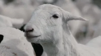 Sarkash daryo / To'zon daryo Uzbek tilida 2016 kino HD skrinshot 1