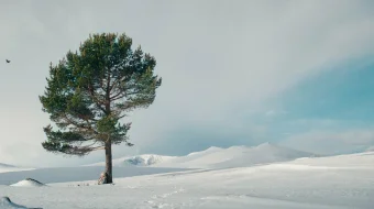 Sinderella 2 / Zolushka uchun uch yong'oq 2 Uzbek tilida 2021 O'zbekcha tarjima film Full HD skachat skrinshot 4