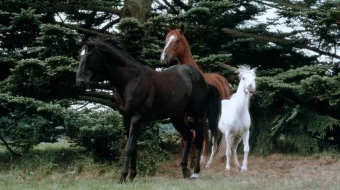 Qora toychoq / Qora go'zallik Uzbek tilida 1994 O'zbekcha tarjima film Full HD skachat skrinshot 4