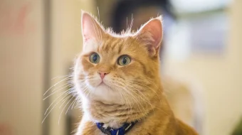 Najotkor Bob / Bob laqabli mushuk Uzbek tilida 2016 O'zbekcha tarjima kino HD skrinshot 2