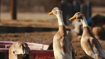 Qarsildoqlar Uzbek tilida 2024 O'zbekcha tarjima kino HD skrinshot 1