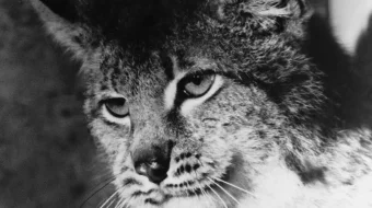 Beminnat mehr so'qmog'i Mosfilm SSSR kinosi Uzbek tilida 1971 O'zbekcha tarjima kino HD skrinshot 1