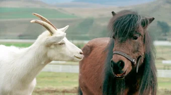 G'aroyib poyga Uzbek tilida 2005 O'zbekcha tarjima kino HD skrinshot 4