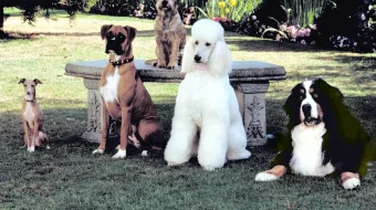 Mening sodiq do'stim Uzbek tilida 2003 O'zbekcha tarjima film Full HD skachat skrinshot 1