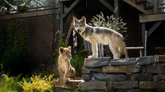 Bo'ri va sher Uzbek tilida 2021 O'zbekcha tarjima film Full HD skachat skrinshot 2