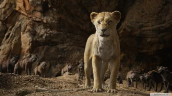 Qirol sher Simba Uzbek tilida 2019 O'zbek tarjima Full HD tas-ix skachat skrinshot 3