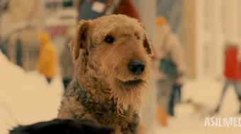 G'aroyib itlar / Mening itlik vazifam 2024 Uzbek tilida O'zbekcha tarjima kino Full HD tas-ix skachat skrinshot 4