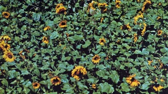 Kungaboqarlar Uzbek tilida 1970 O'zbekcha tarjima kino HD skrinshot 1