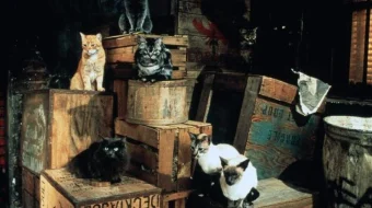 Styuart Littlning Uzbek tilida kino / multfilm 1999 O'zbek tarjima kino HD skrinshot 1