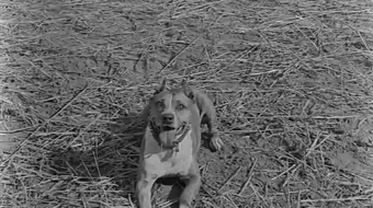 Baster Kiton Qo'rqmas Uzbek tilida 1920 O'zbekcha tarjima film Full HD skachat skrinshot 3