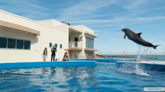 Delfin Berni Uzbek tilida 2018 O'zbek tarjima kino HD skrinshot 1