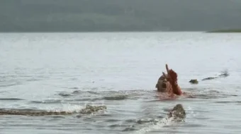 Timsoh: Ko'l dahshati Uzbek tilida 2010 O'zbekcha tarjima film Full HD skachat skrinshot 3