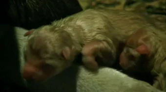 Xatiko tarixi Uzbek tilida 1987 O'zbekcha tarjima kino HD skrinshot 2