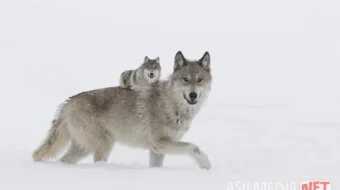 Qiz va bo'rilar / Ayol va bo'ri to'dasi 2008 Uzbek tilida O'zbekcha tarjima kino Full HD tas-ix skachat skrinshot 3