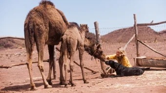 So'qmoqlar / Karvon Uzbek tilida 2013 O'zbekcha tarjima film Full HD skachat skrinshot 3