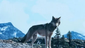 Bo'rilarni chorlama Uzbek tilida 1983 O'zbekcha tarjima kino HD skrinshot 2