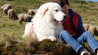 Bell va Sebastyan 4 Uzbek tilida 2022 O'zbekcha tarjima kino HD skrinshot 3