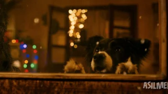 G'aroyib itlar / Mening itlik vazifam 2024 Uzbek tilida O'zbekcha tarjima kino Full HD tas-ix skachat skrinshot 2