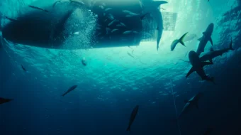 Xavfli hayvonlar / Qo'rqinchli maxluqlar / Yirtqich mavjudotlar Premyera 2025 Uzbek tilida O'zbekcha tarjima kino Full HD tas-ix skachat skrinshot 2