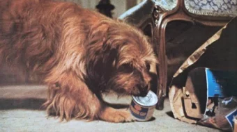 Benji Uzbek tilida 1974 O'zbekcha tarjima kino HD skrinshot 2