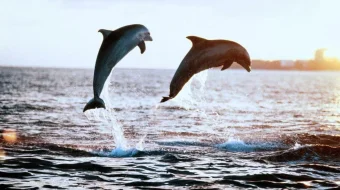 Zevs va Roksana Uzbek tilida 1997 O'zbekcha tarjima film Full HD skachat skrinshot 2