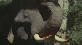 Qora tog' Hind kino va Mosfilm SSSR kinosi Uzbek tilida 1971 O'zbekcha tarjima kino HD skrinshot 1