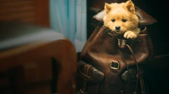 Mening Hatikoyim Uzbek tilida 2023 O'zbekcha tarjima kino HD skrinshot 1