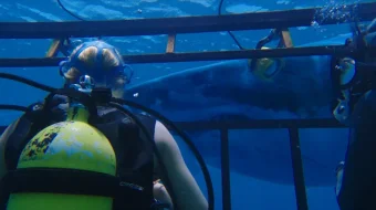 Ummon qa'rida 1 / 47 metr pastga 1 / Moviy Tubsizlik 1 Uzbek tilida 2016 O'zbekcha tarjima kino HD skrinshot 2