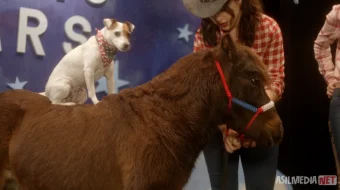 Dolli va Sapanki sarguzashtlari Uzbek tilida O'zbekcha 2019 tarjima kino Full HD tas-ix skachat skrinshot 3