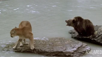 Ayiq / L'ours 1988 Uzbek tilida O'zbekcha tarjima kino Full HD tas-ix skachat skrinshot 4