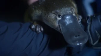 Qit'alar / Qit'alarning shakllanishi / Rise of the Continents 2013 Barcha qismlar! Uzbek tilida O'zbekcha tarjima kino Full HD tas-ix skachat skrinshot 4