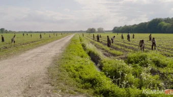 Jons okrugining erkin odamlari 2016 Uzbek tilida O'zbekcha tarjima kino Full HD tas-ix skachat skrinshot 4