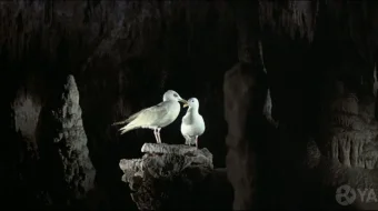 Oqcharloq Jonatan Livingston 1973 Uzbek tilida O'zbekcha tarjima kino Jonatan va chag'alaylar galasi Full HD tas-ix skachat skrinshot 1