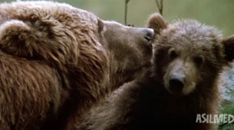 Ayiq / L'ours 1988 Uzbek tilida O'zbekcha tarjima kino Full HD tas-ix skachat skrinshot 1