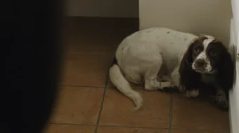 Ov Daniya filmi Uzbek tilida 2012 O'zbekcha tarjima kino HD skrinshot 2