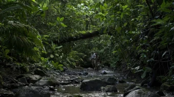 Qorda qolgan palmalar Ispaniya filmi Uzbek tilida O'zbekcha 2015 tarjima kino Full HD tas-ix skachat skrinshot 3