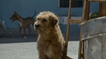 Artur sen qirolsan Uzbek tilida 2024 O'zbekcha tarjima kino HD skrinshot 2