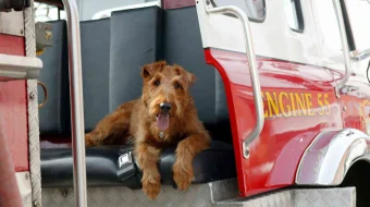 O't o'chiruvchilar Uzbek tilida 2006 kino HD skrinshot 1