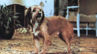 Benji Uzbek tilida 1974 O'zbekcha tarjima kino HD skrinshot 3