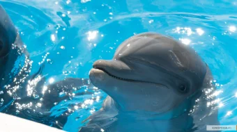 Delfin Berni Uzbek tilida 2018 O'zbek tarjima kino HD skrinshot 4