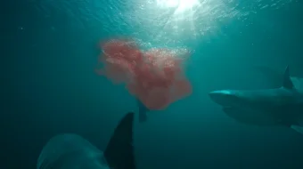 Ummondagi Qo'rquv Uzbek tilida 2023 O'zbekcha tarjima kino HD skrinshot 2