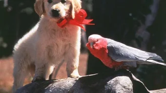 Napalyon Uzbek tilida 1995 O'zbekcha tarjima kino HD skrinshot 1